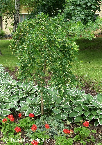 Caragana arborescens 'Pendula'